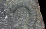 Anetoceras Ammonites With Phacops Trilobite Heads #67719-2
